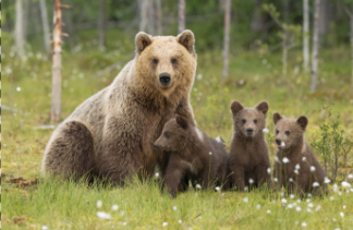 Brown Bear with Cubs 40 x 30